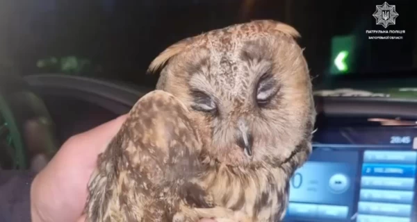 Запорожские полицейские спасли совенка, который лежал на дороге