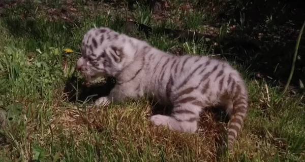 В Харьковском экопарке белая тигрица Альба стала мамой двух малышей