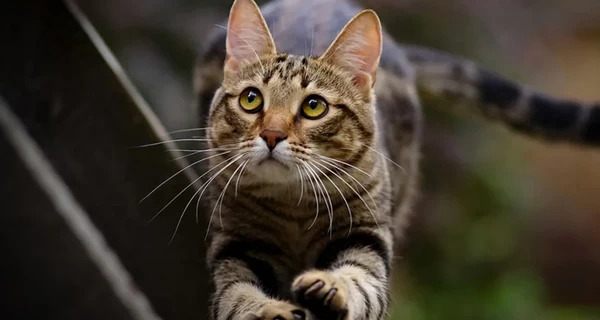 На Львовщине кот спас хозяев из горящего дома