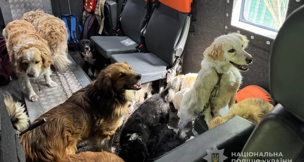 Из Сумской области эвакуировали женщину с 12 собаками