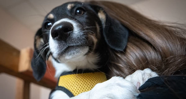 Что будет, если не зарегистрировать кота или собаку в ЦНАП – в Киеве запустили важный сервис для владельцев животных