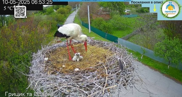 У аистов Одарки и Грицика уже вылупились пятеро птенцов