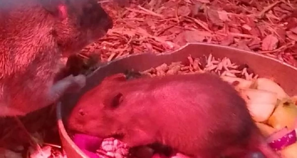 В Николаевском зоопарке родился первый в Украине малыш гамбийских крыс