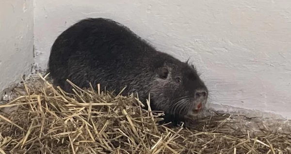 В Киеве спасли раненую нутрию