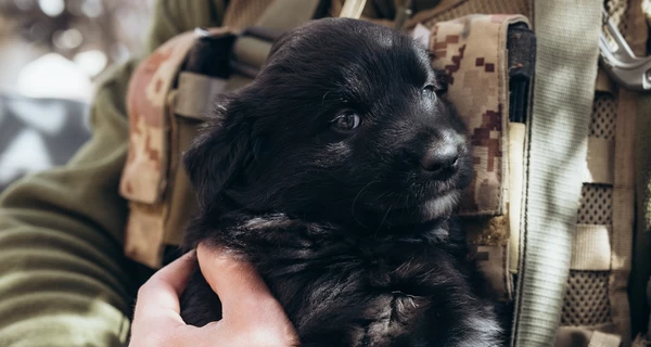 Бойцы Нацгвардии показали своих четырехлапых друзей на передовой