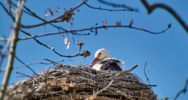 14 мая - какой сегодня праздник, все об этом дне, традиции и приметы
