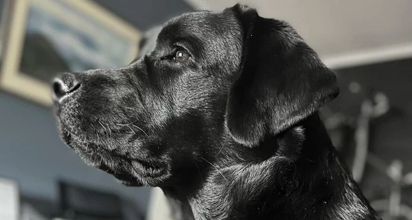 Нардеп Яременко попытался зарегистрировать собаку в Киеве: 