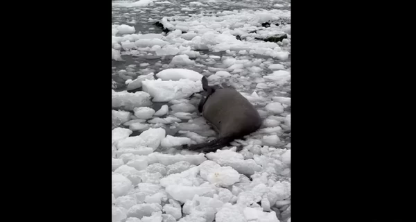 Полярники показали, как морской слоненок купается в ледяной ванне