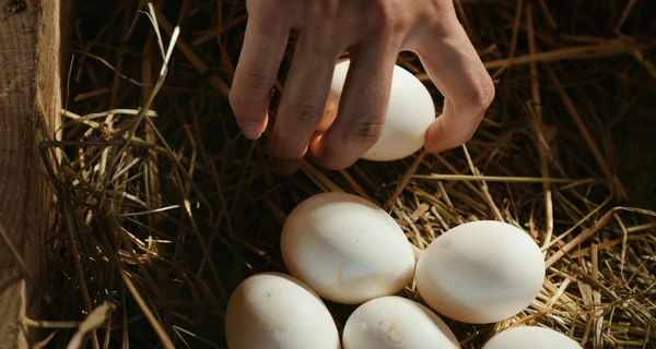 Сколько яиц можно есть в день без вреда для здоровья