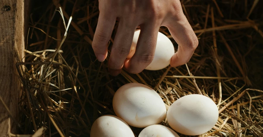 Сколько яиц можно есть в день без вреда для здоровья