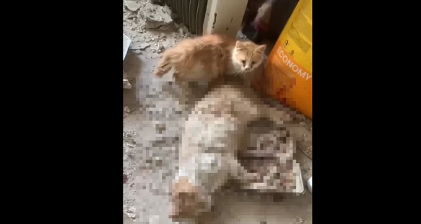 Россияне ударили по приюту для животных в Херсоне - есть травмированные и погибшие