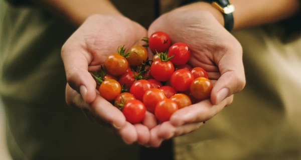 Как помидоры влияют на организм человека: целебные свойства овоща
