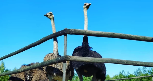 Карпатский фермер завел страусов вместо куриц: несут яйца по два килограмма