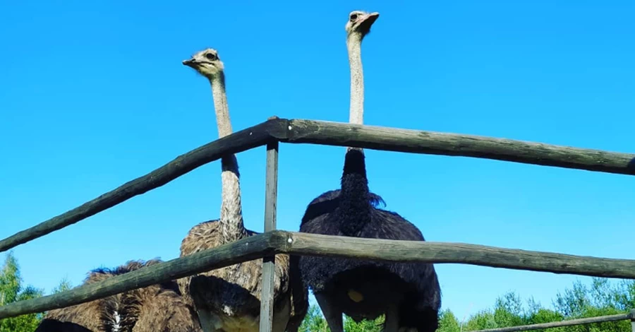 Карпатський фермер завів страусів замість курок: несуть яйця по два кілограми
