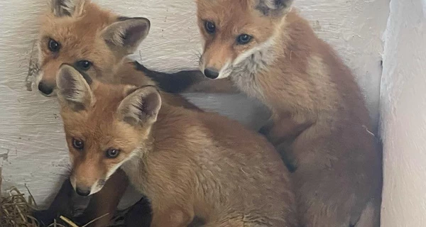 В Киев эвакуировали лисят из прифронтового села на Донбассе