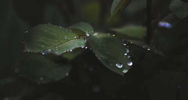 На Украину надвигается мощный циклон - 17 мая по всей стране ожидаются дожди