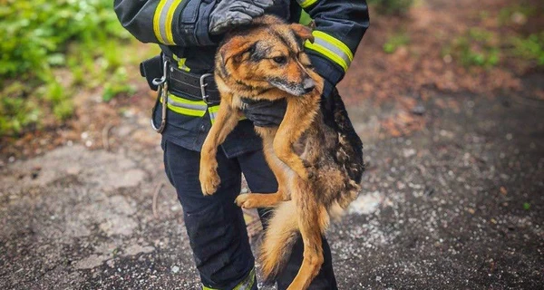 В Киевской области спасатели освободили собак из 12-метровой ямы в дендропарке