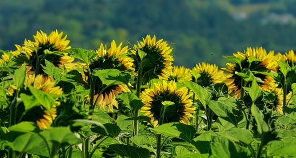 Лето в Украине будет жарким, несмотря на холодный май, - Укргидрометцентр 