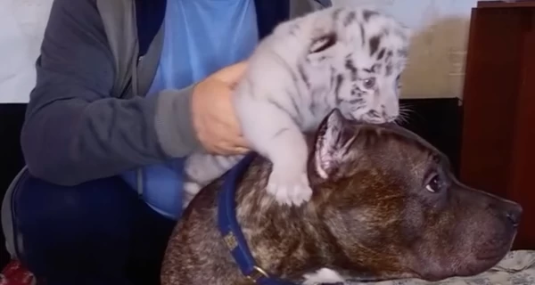 Харківський екопарк показав унікальне відео - собака доглядає за покинутими тигренятами