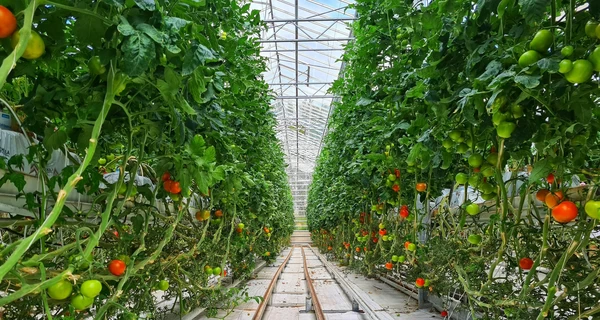 Жители томатной долины на Закарпатье: Ждем хороший урожай уже к концу мая