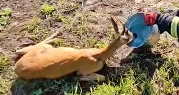 В Хмельницкой области спасатели напоили испуганную косулю и вернули ее в лес