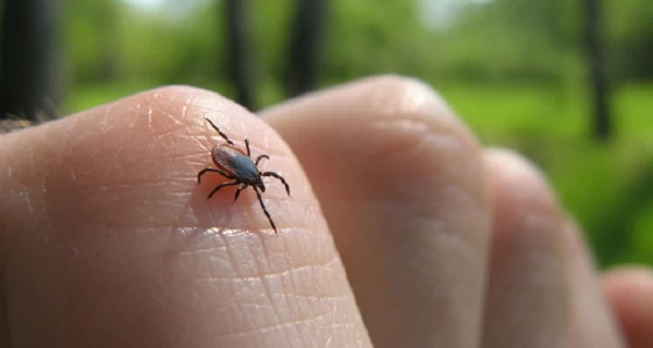 Во Львове 23-летний мужчина попал в больницу с параличом лица из-за укуса клеща