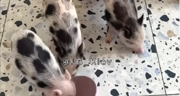 В Киеве открылось первое в Украине кафе с минипигами