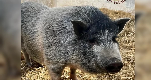 Боевой кабан Гарик, он же самка вьетнамской свиньи, ищет хозяина – отдадут в хорошие руки