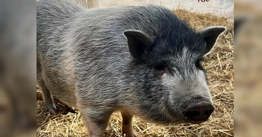 Бойовий кабан Гарік, він же самка в’єтнамської свині, шукає господаря – віддадуть у добрі руки