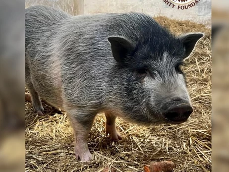 Боевой кабан Гарик, он же самка вьетнамской свиньи, ищет хозяина – отдадут в хорошие руки