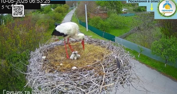 Знаменитый аист Грицик избавился от своего младшего птенца, его спасли люди