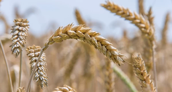 Скрывается в Греции, отжимает в Украине. Как экс-чиновник Андрей Задирака организует рейдерские захваты земли в разных регионах