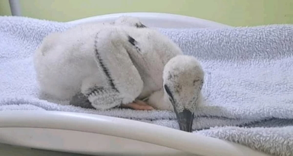 У аиста Катруси, которую 