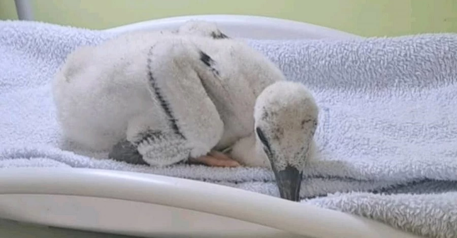 У лелеченяти Катрусі, яку 