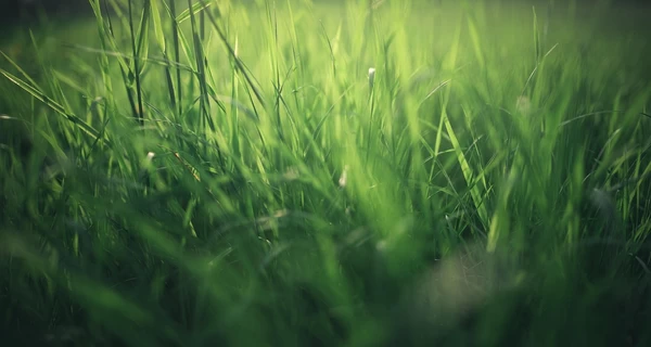 В Украину возвращается жара, в некоторых областях ожидается до +29