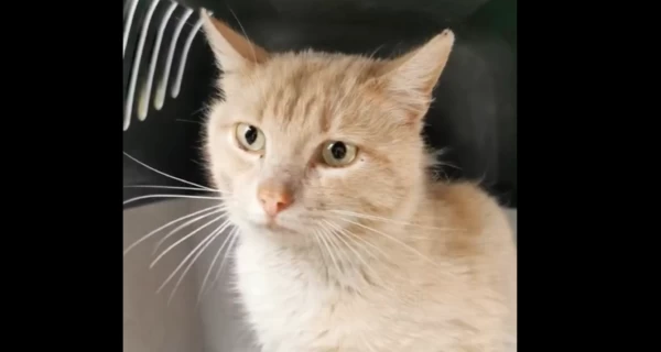 В Киеве спасли четырех котов из-под руин разрушенных домов