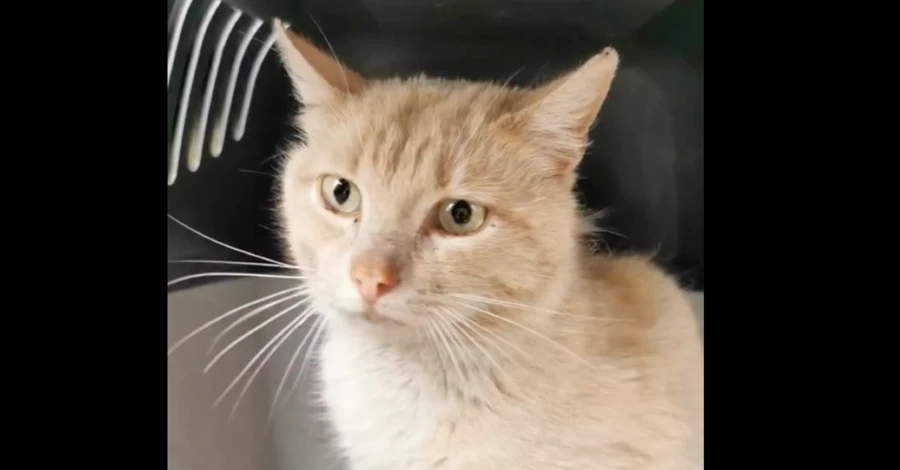 В Киеве спасли четырех котов из-под руин разрушенных домов