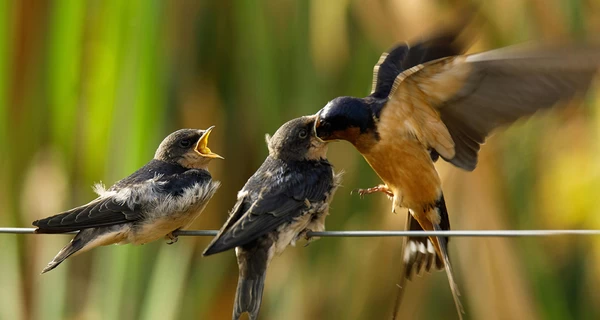 Ласточки прилетели: чем они полезны и почему нельзя разрушать их гнезда