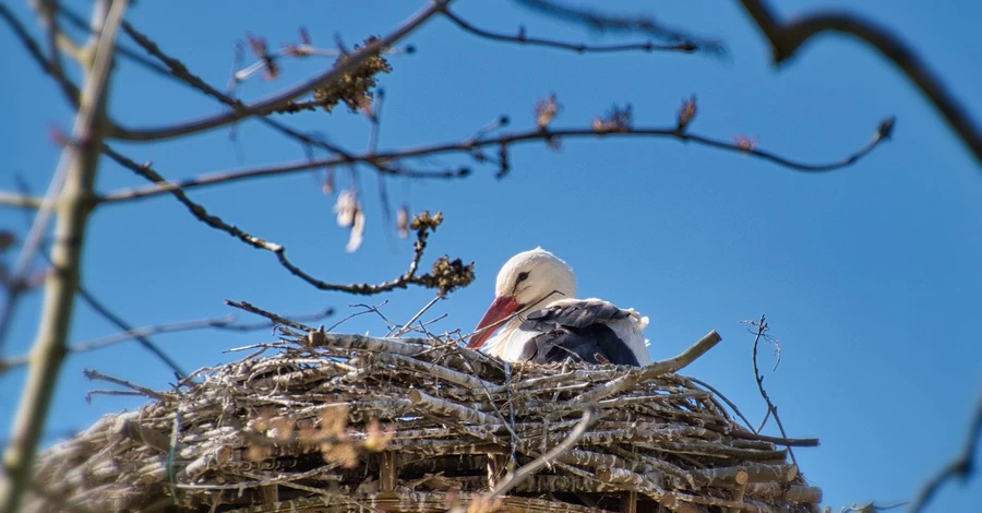 Погода в Украине 28 мая: снова дожди, на западе будет холоднее всего