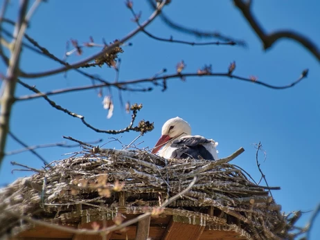 Погода в Украине 28 мая: снова дожди, на западе будет холоднее всего