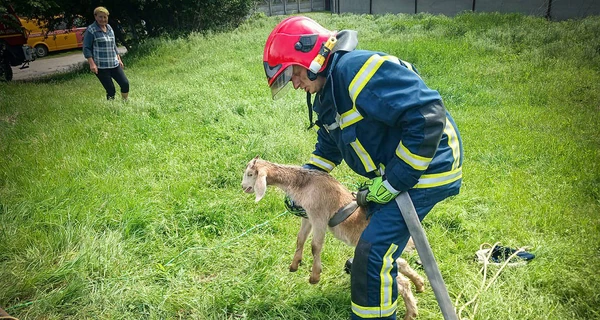 В Киевской области спасли козленка, упавшего в заброшенный колодец