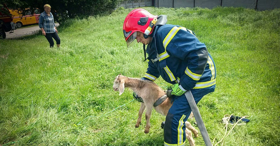 На Київщині надзвичайники врятували козеня, яке впало у закинуту криницю