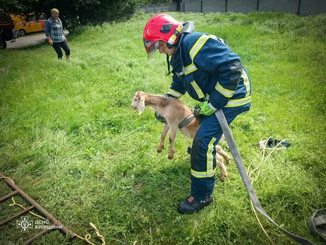 На Київщині надзвичайники врятували козеня, яке впало у закинуту криницю