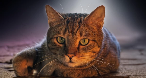 В Калуше подростки выбросили кота с третьего этажа - полиция проводит расследование