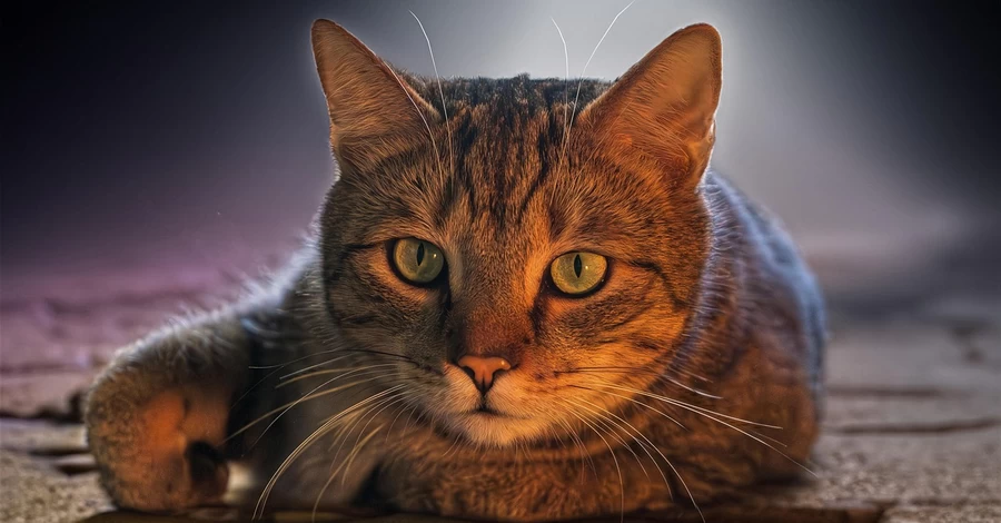 У Калуші підлітки викинули кота з третього поверху – поліція проводить розслідування