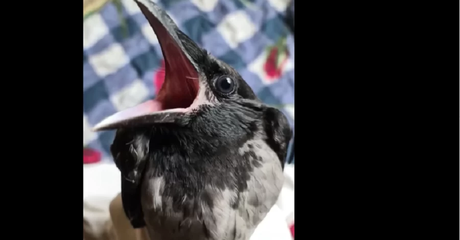 Коммунальщики в Киеве спилили дерево вместе с гнездом с воронами - одного птенца удалось спасти