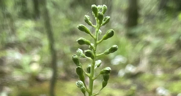 На Волыни нашли редчайшую краснокнижную орхидею, которую не видели 25 лет