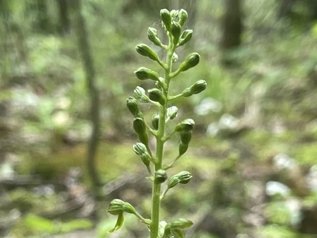 На Волыни нашли редчайшую краснокнижную орхидею, которую не видели 25 лет