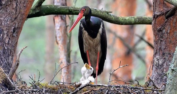 В Чернобыльском заповеднике поселился редкий черный аист
