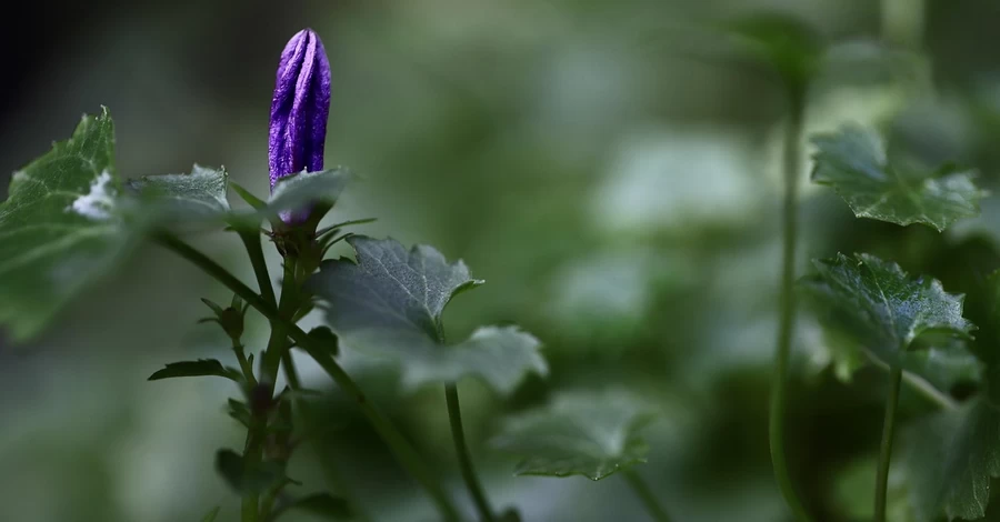 30 мая дождей в Украине станет меньше, а потепление придет в начале июня